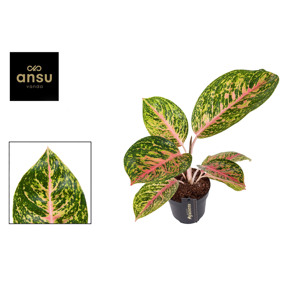 Aglaonema Spring Red.