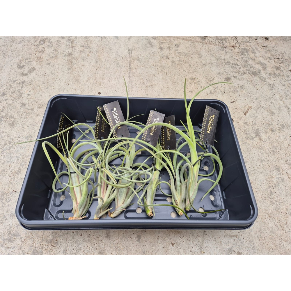 Tillandsia Intermedia L met Label.