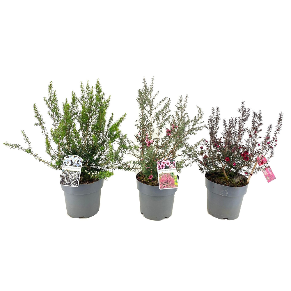 Leptospermum scoparium.