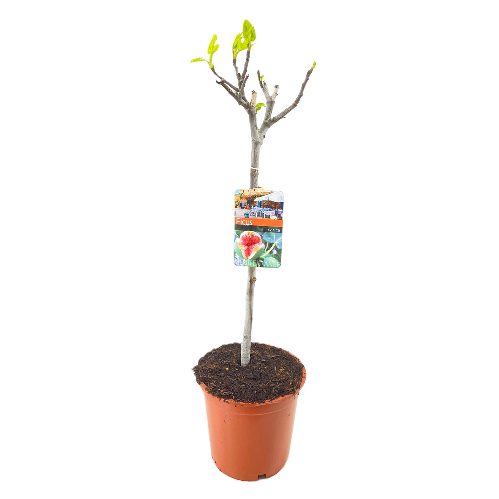 Ficus carica.