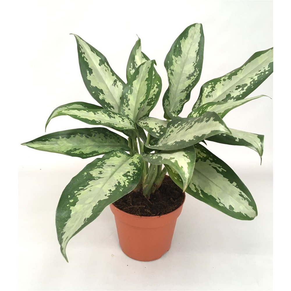 Aglaonema 'Jubilee Compacta'.