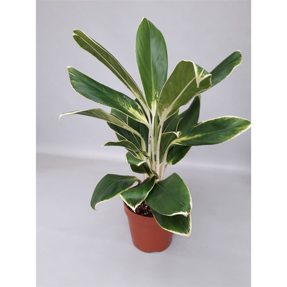 Aglaonema 'White Lime' FLN011.