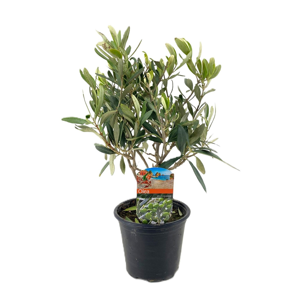 Olea europaea.