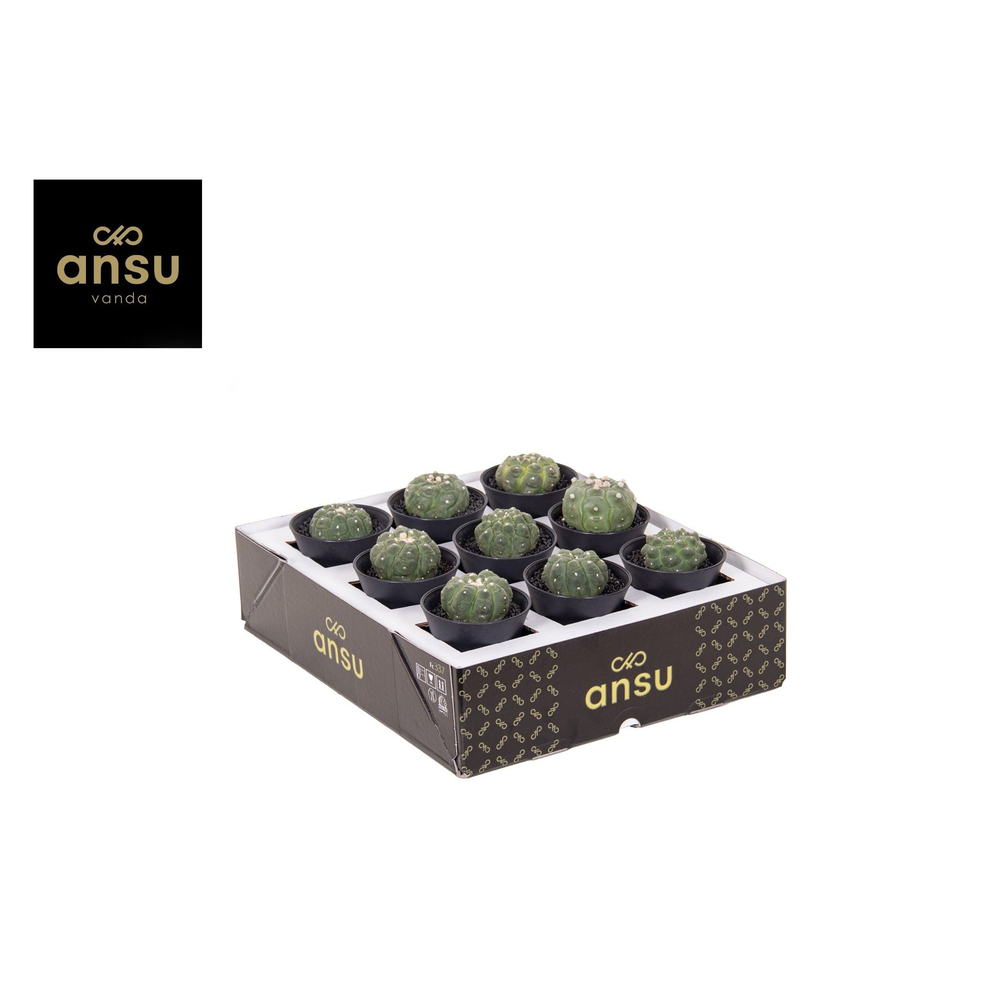 Astrophytum Asterias Kikko Lizard Skin.