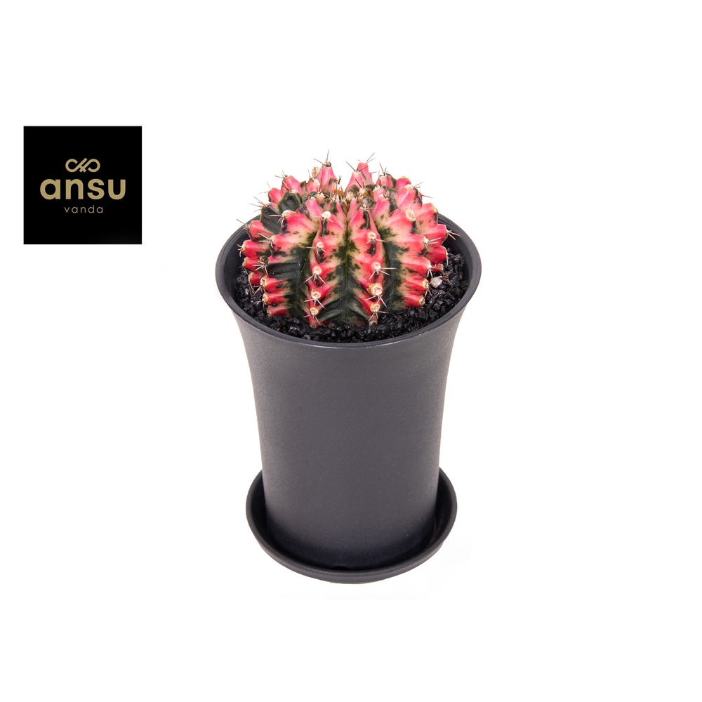 Gymno Cactus 'Multicolor' XL.