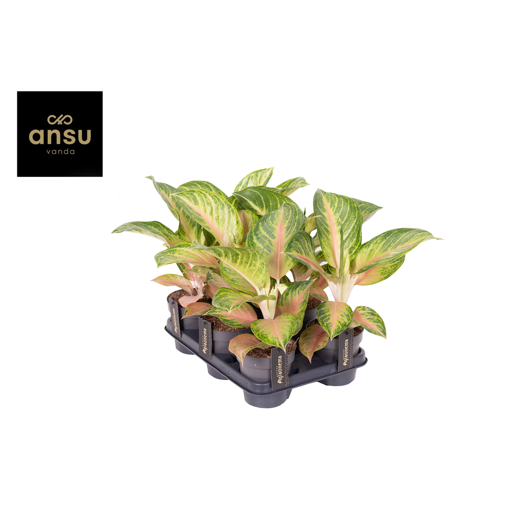 Aglaonema Sakura Mochi.