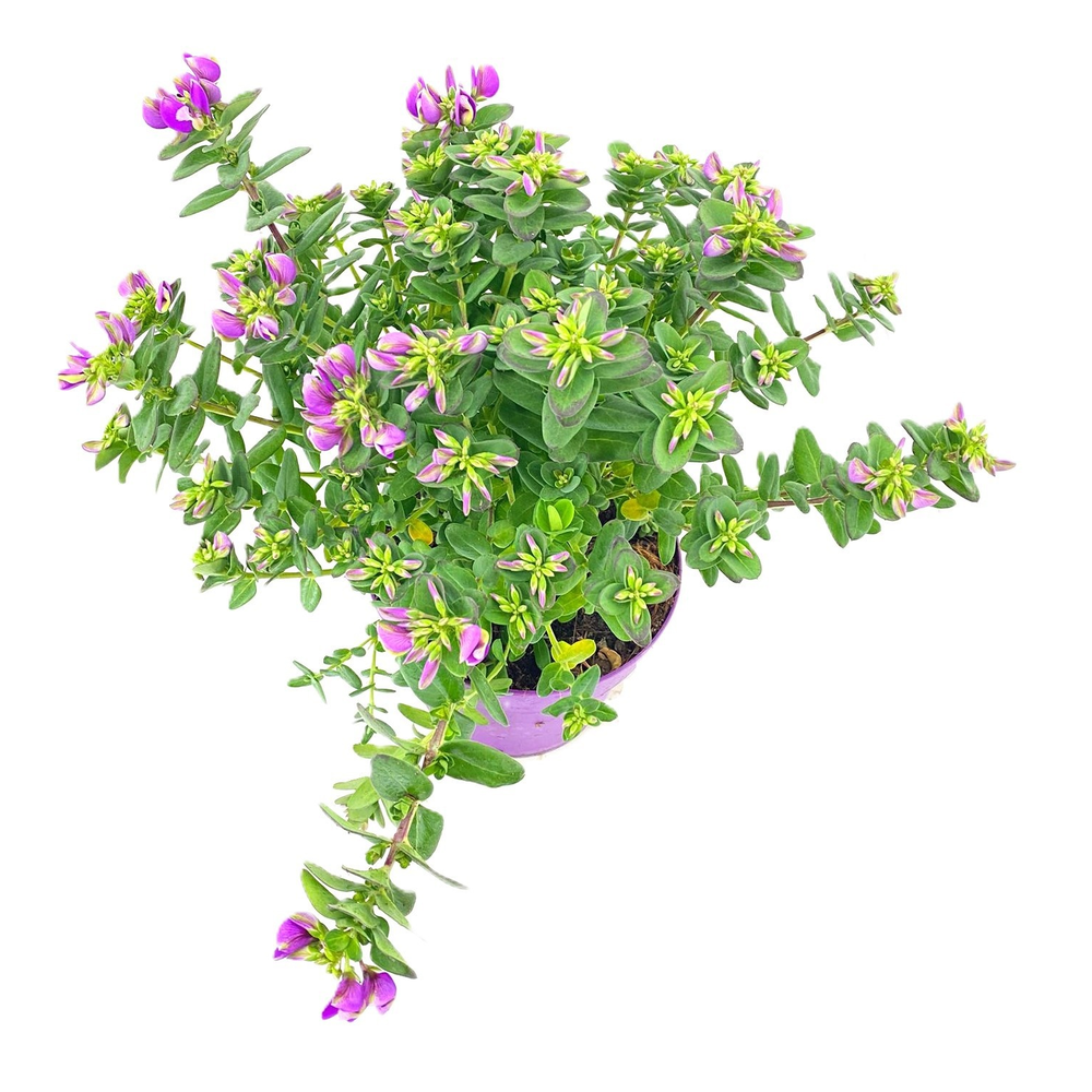 Polygala bibi pink.