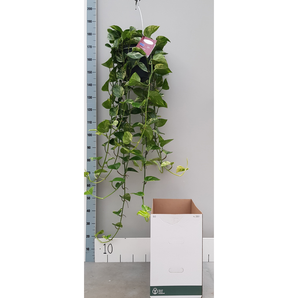 Xl Epipremnum Marble Queen 25cm.