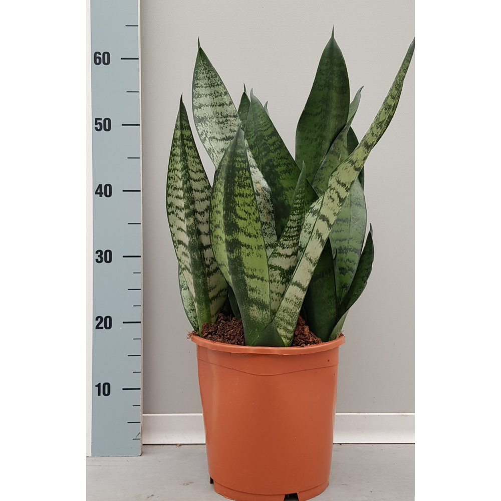 Sansevieria Hahnii 21cm.