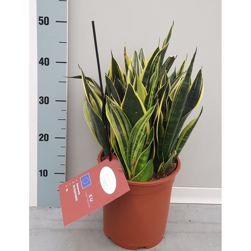 Sansevieria Canary 21cm.