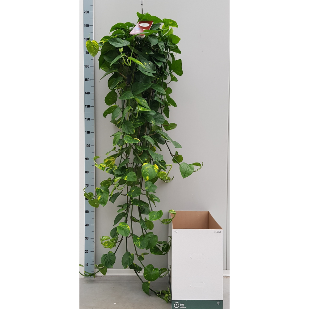 Xl Epipremnum Aureum 25cm.