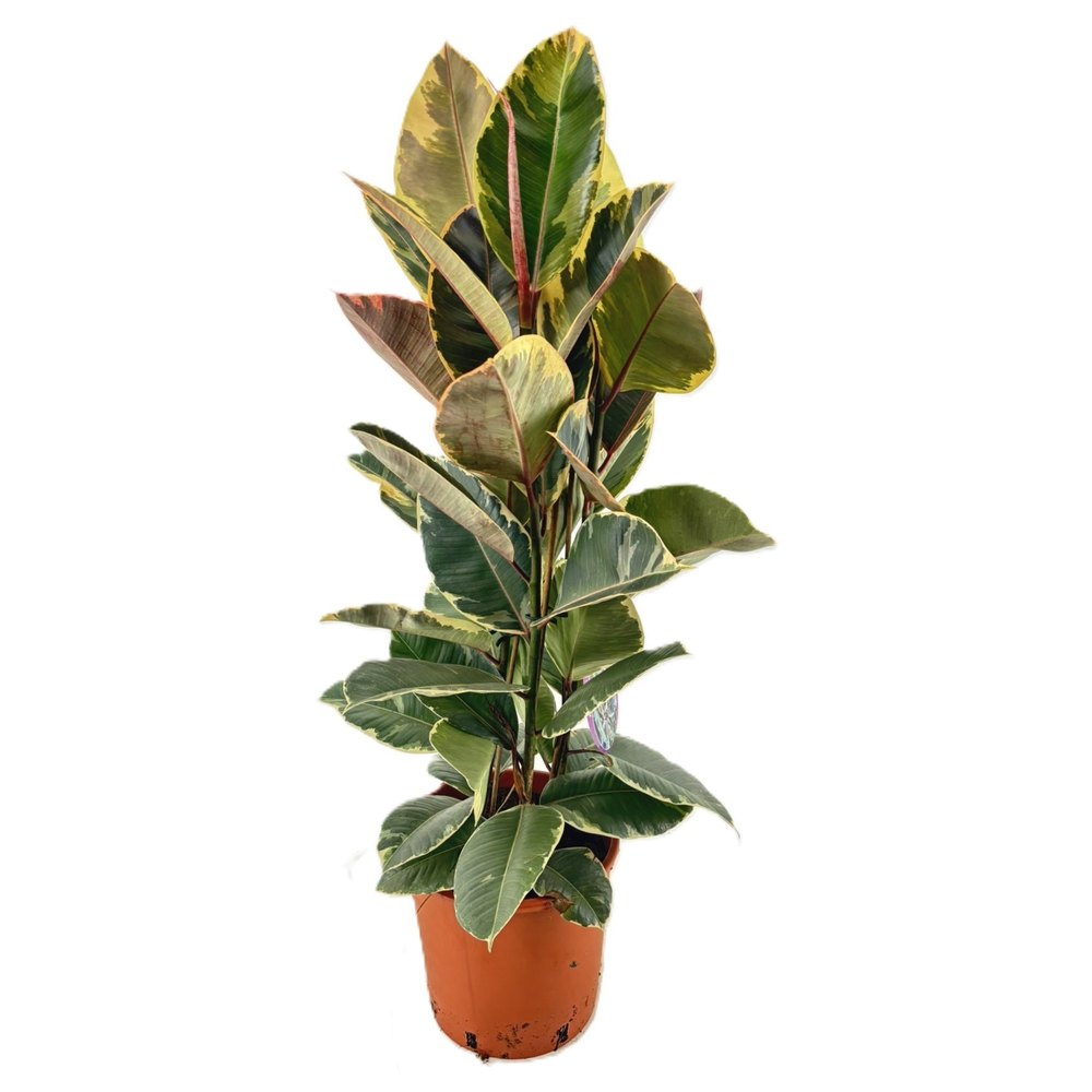 Ficus tineke.