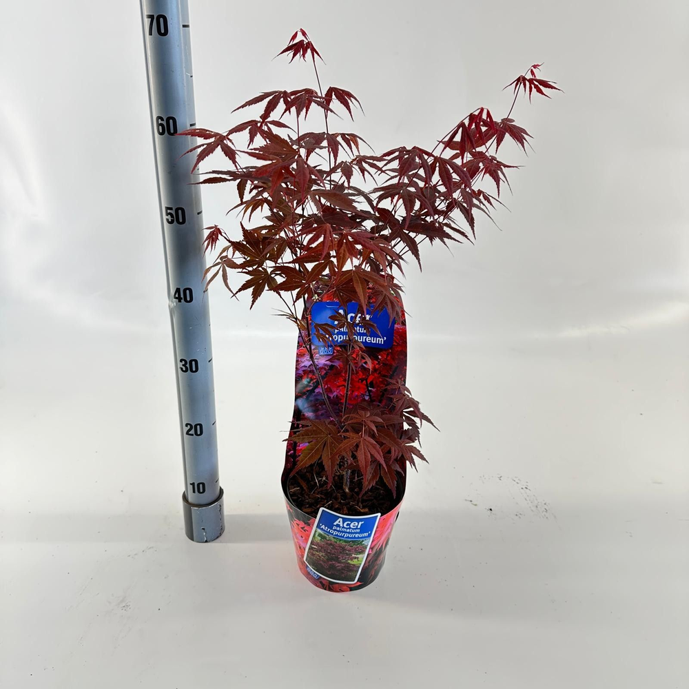 Acer pal. 'Atropurpureum' (in potcover).