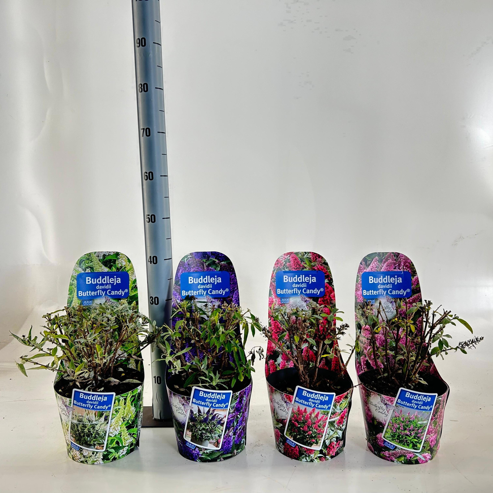 Buddleja d. Butt. Candy® wit (in potcover).