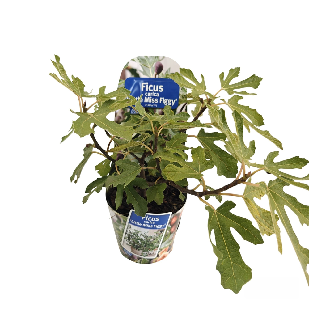 Ficus carica Little Miss Figgy ('LMF01'PBR) (in po.