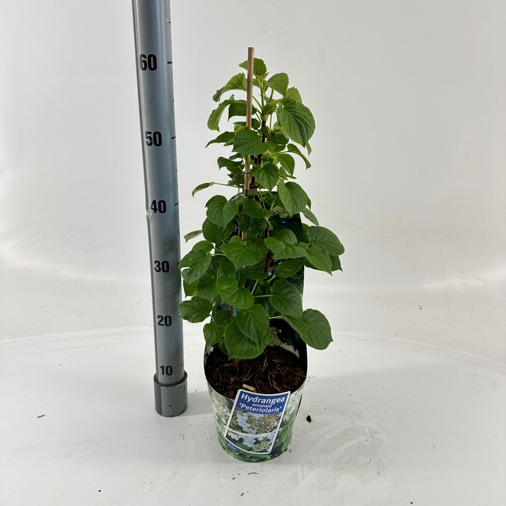 Hydrangea anomala petiolaris --gestokt 40 cm (in p.