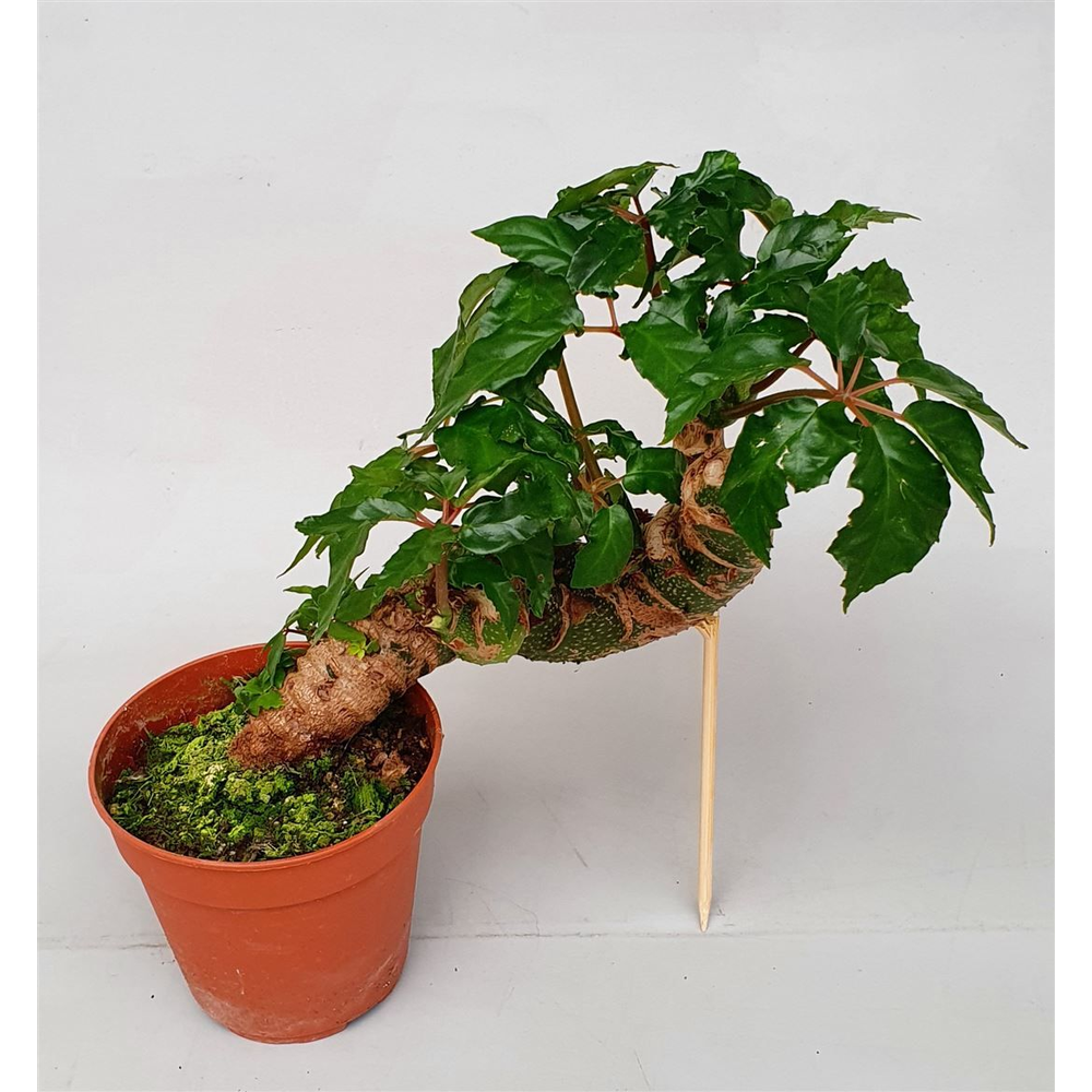 Begonia carolineifolia 'Highlander'.