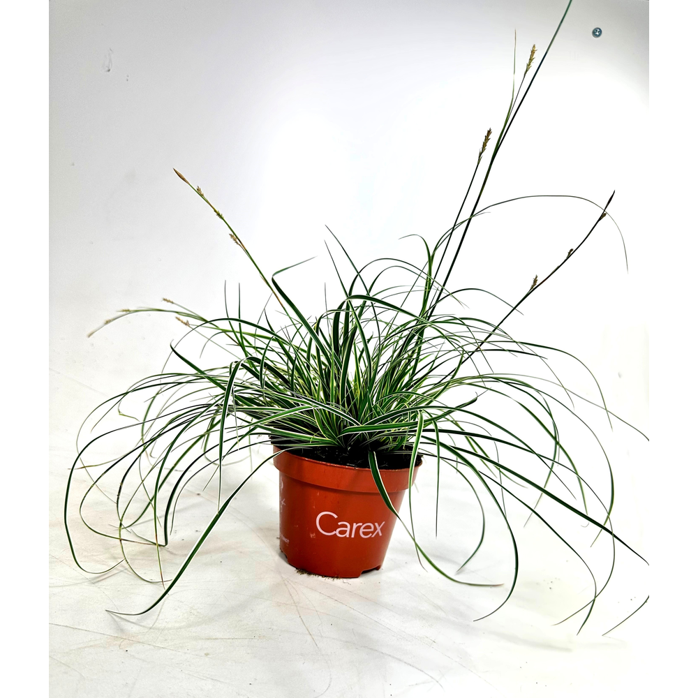 Carex con. 'Snowline'.