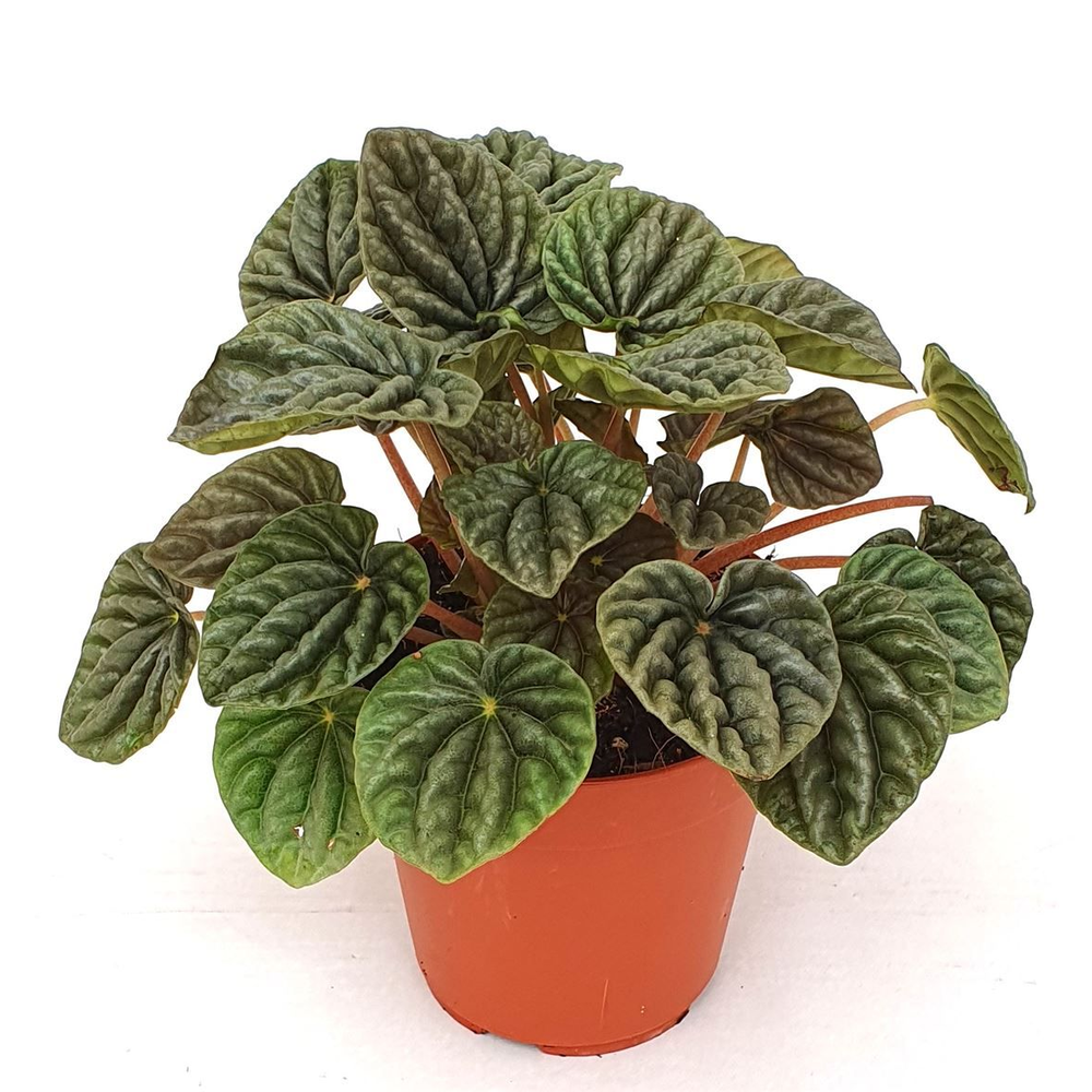 Peperomia caperata luna Grey.