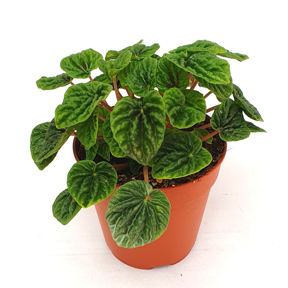 Peperomia caperata luna green.