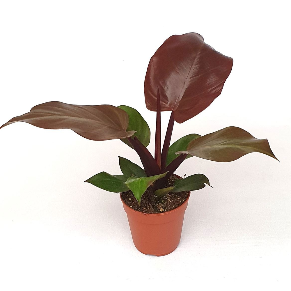 Philodendron 'Mccolleys finale'.