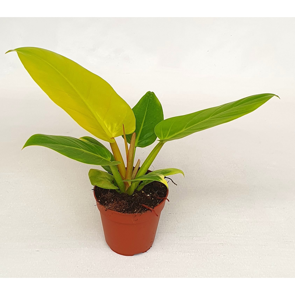 Philodendron 'Melinonii'gold.