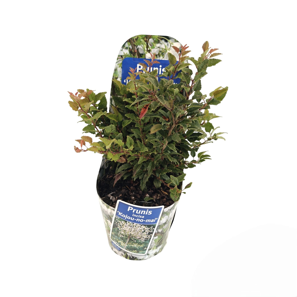 Prunus incisa 'Kojou-no-mai' (in potcover).