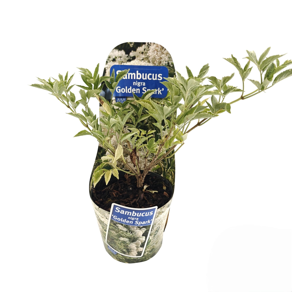 Sambucus nigra Golden Spark' (Alcsam) (in potcover.