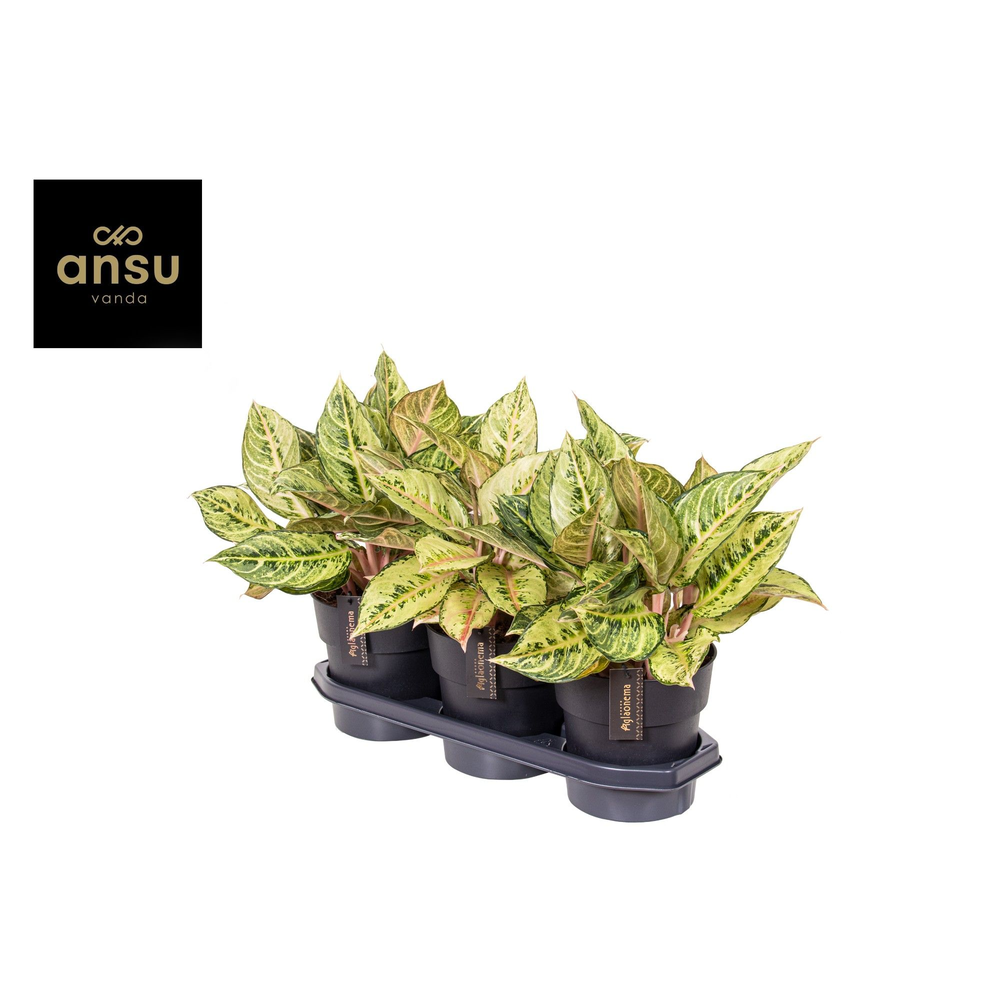 Aglaonema Chartreuse Pretty.