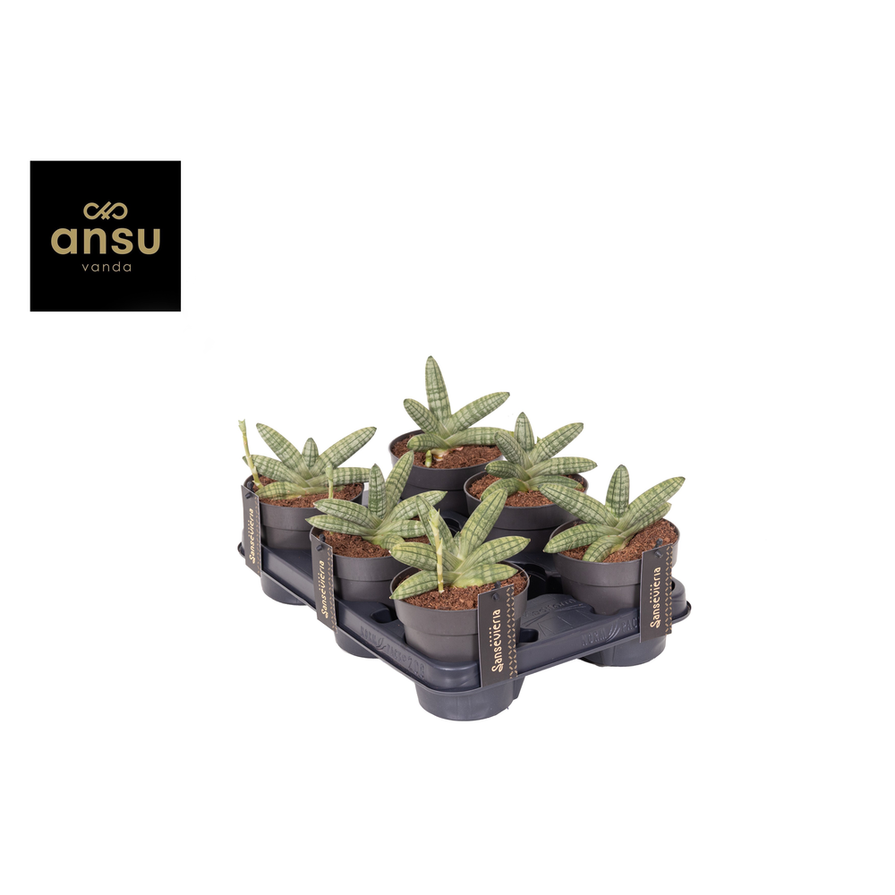 Sansevieria Inti Mini No. 5.