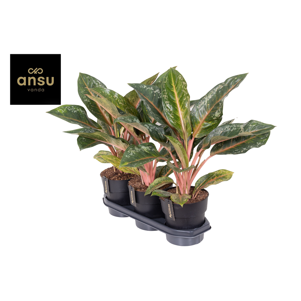 Aglaonema Pumpkin Green.