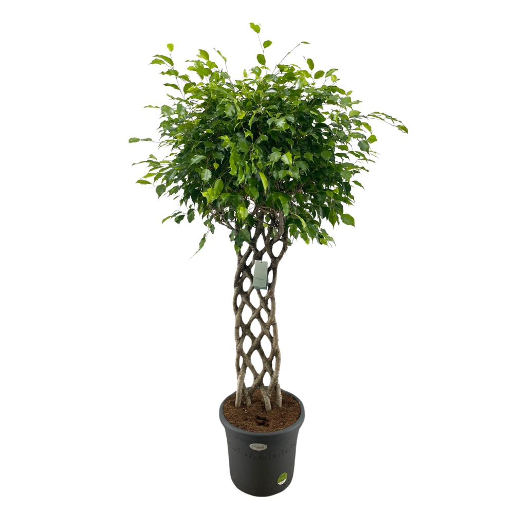 Ficus Benjamina Exotica mat p40.
