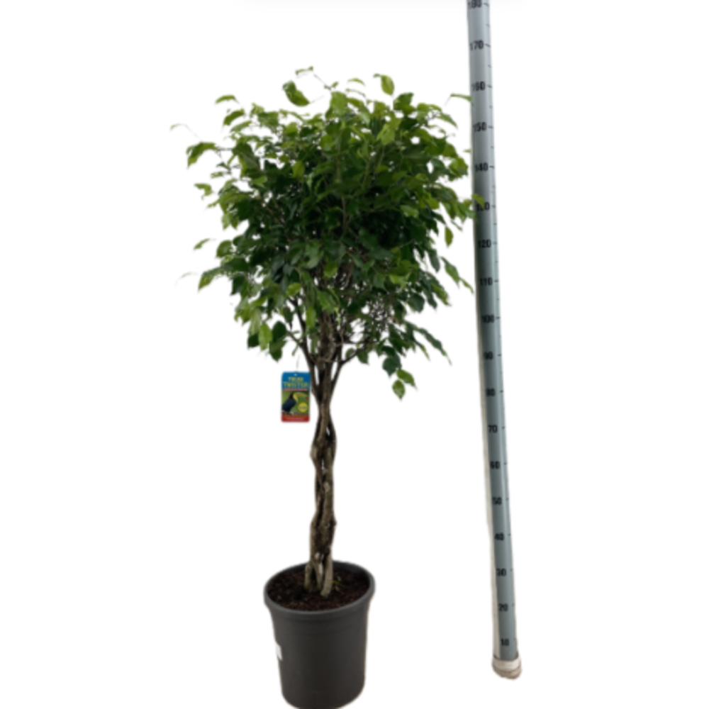 Ficus Benjamina Exotica gevlochten stam p31.