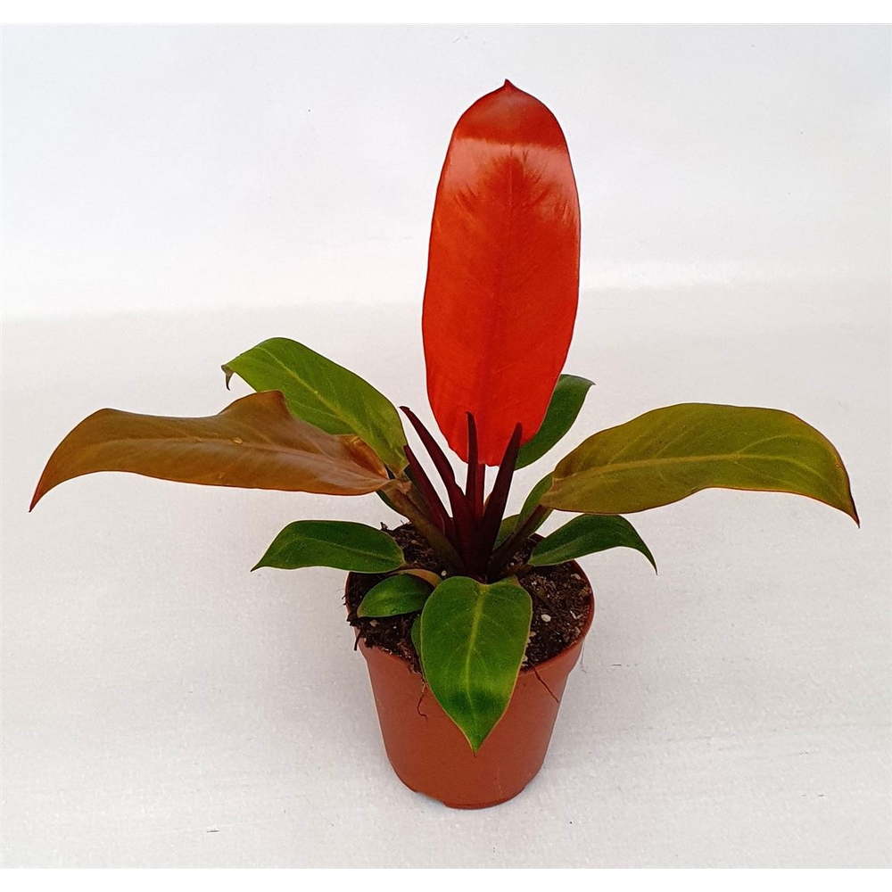 Philodendron 'Prince of Orange'.
