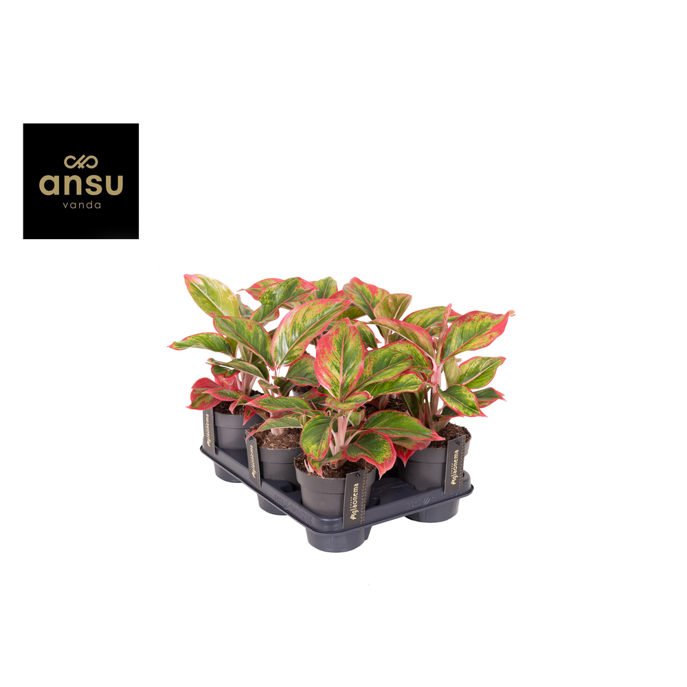 Aglaonema Cadmium Red.