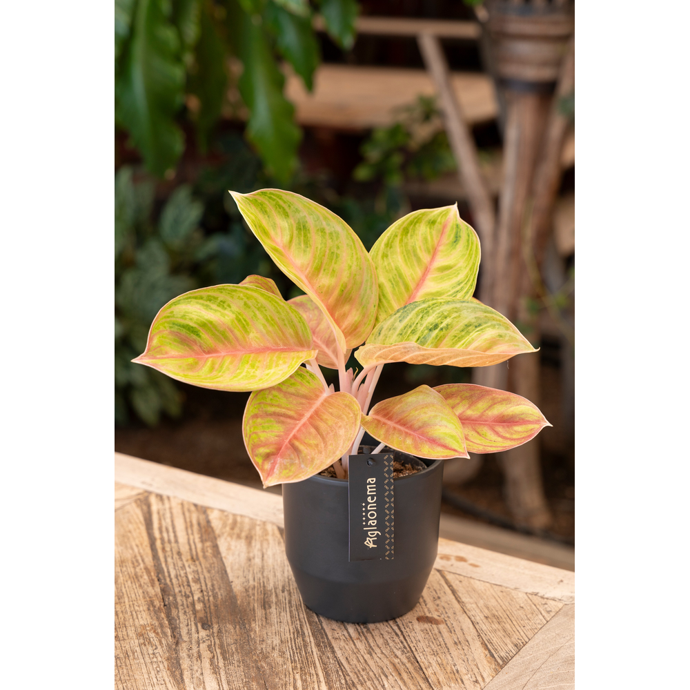 Aglaonema Rose Parakeet.