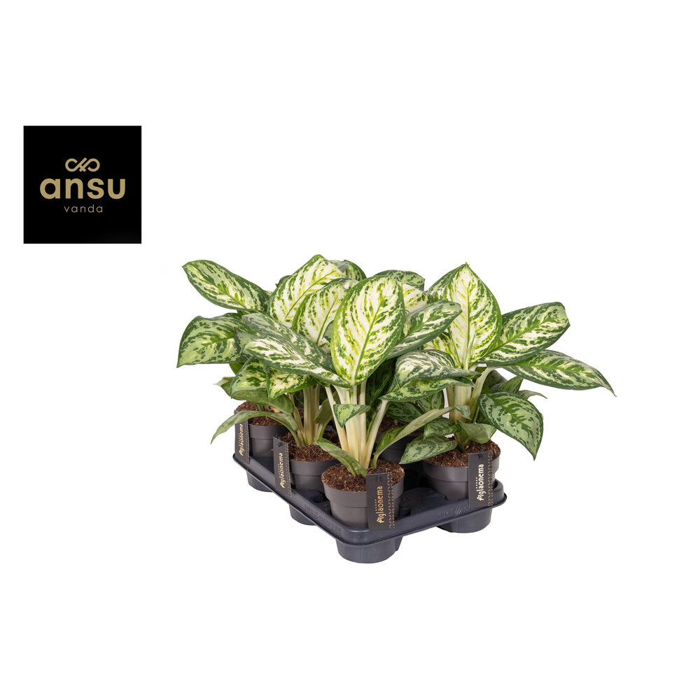 Aglaonema Minty Ice.