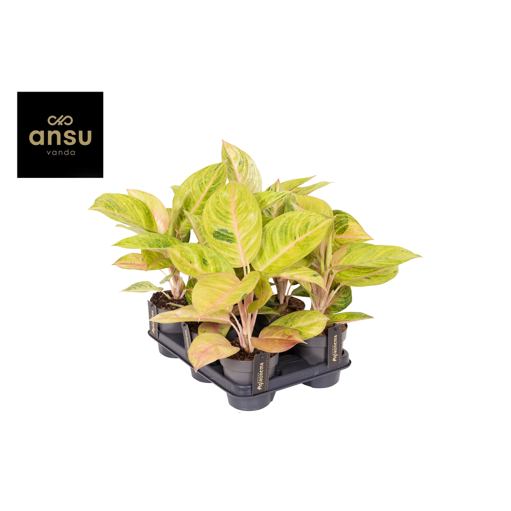 Aglaonema Peppermint Pink.