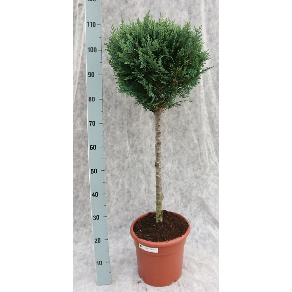 Cham. law. Columnaris 110 Op Stam.