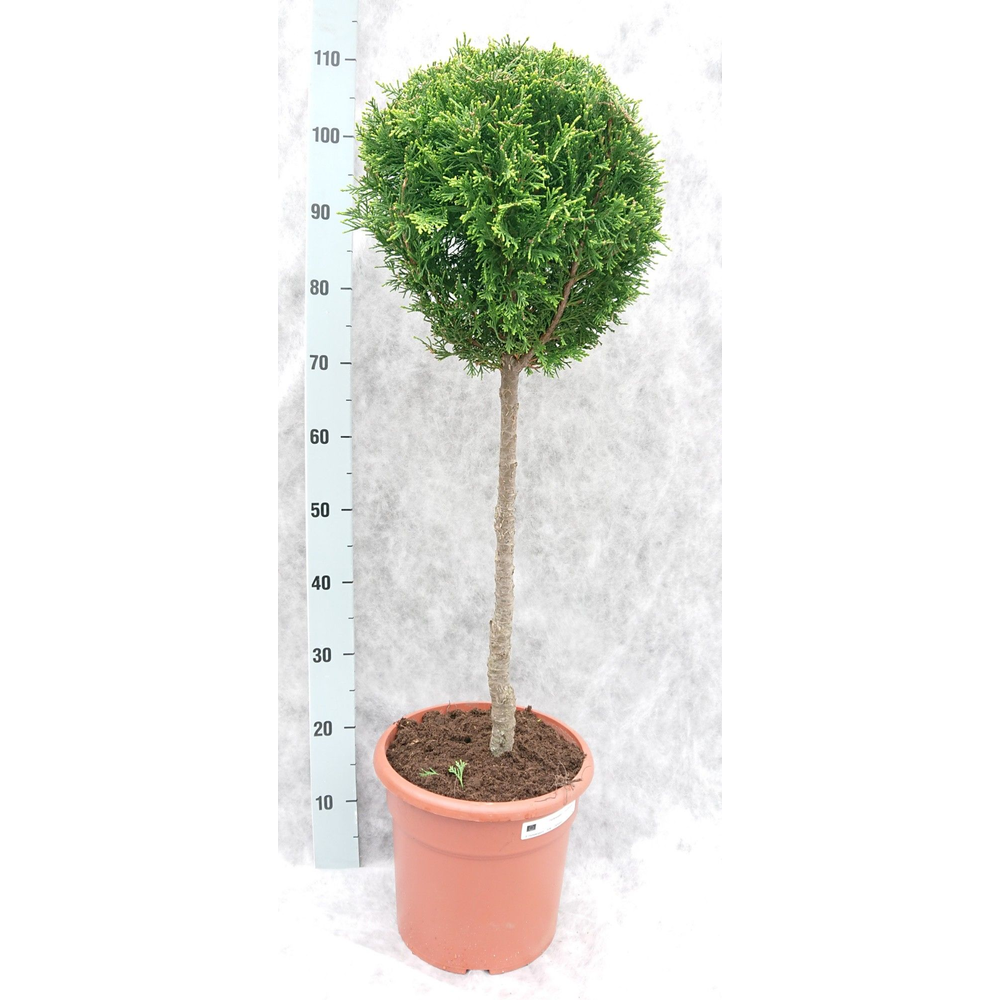 Cham. law. Ilona 100 Op Stam.