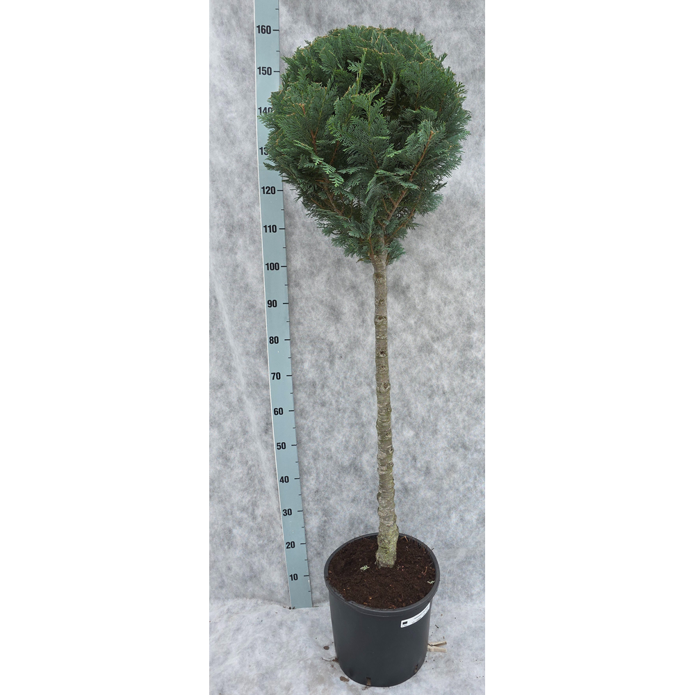 Chamaecyparis lawsoniana Columnaris 160 Op Stam.