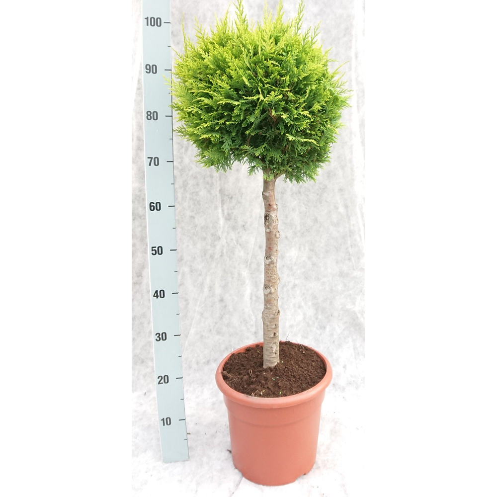 Cham. law. Stardust 100 Op Stam.