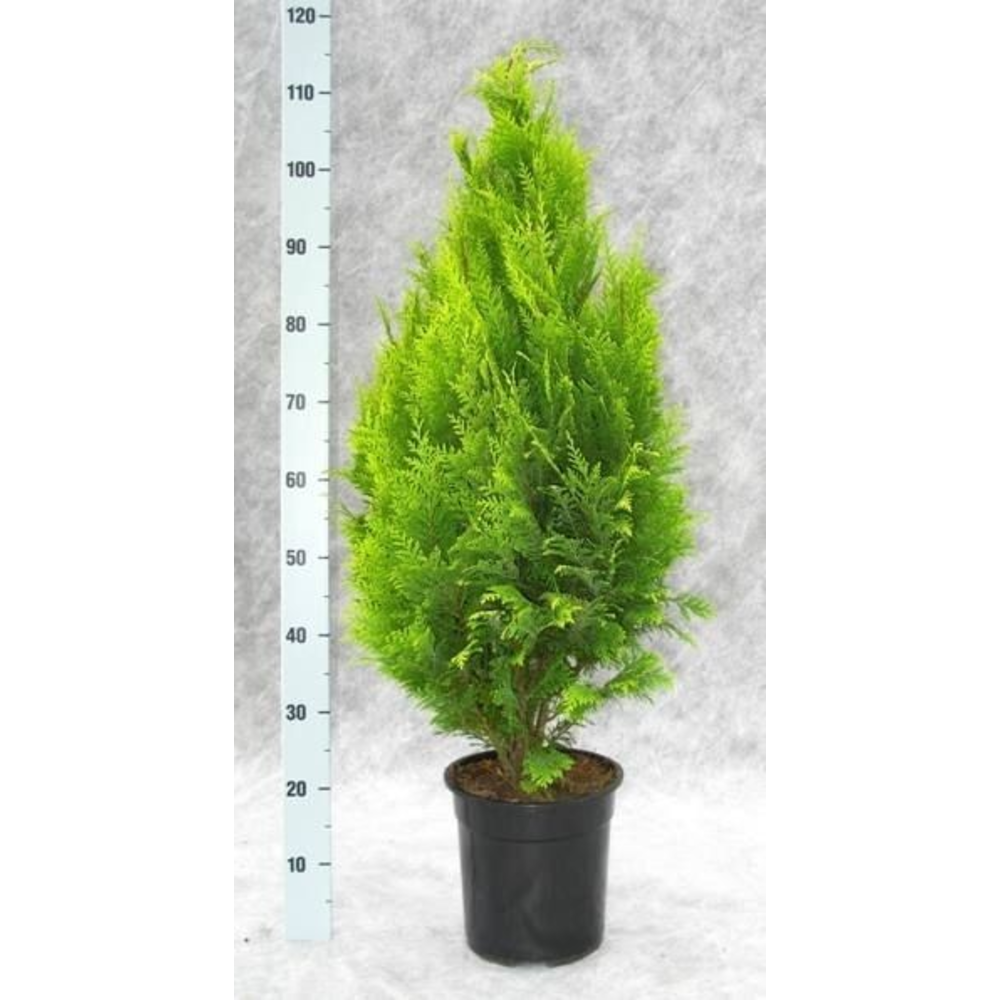 Chamaecyparis lawsoniana 'Stardust'.