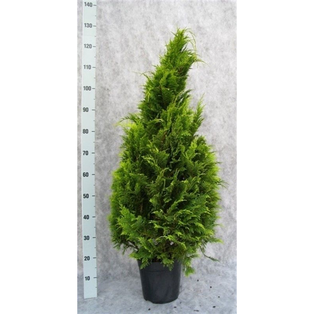Chamaecyparis lawsoniana 'Stardust'.
