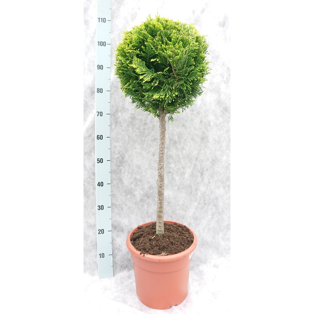 Cham. law. Ivonne Op Stam 100.