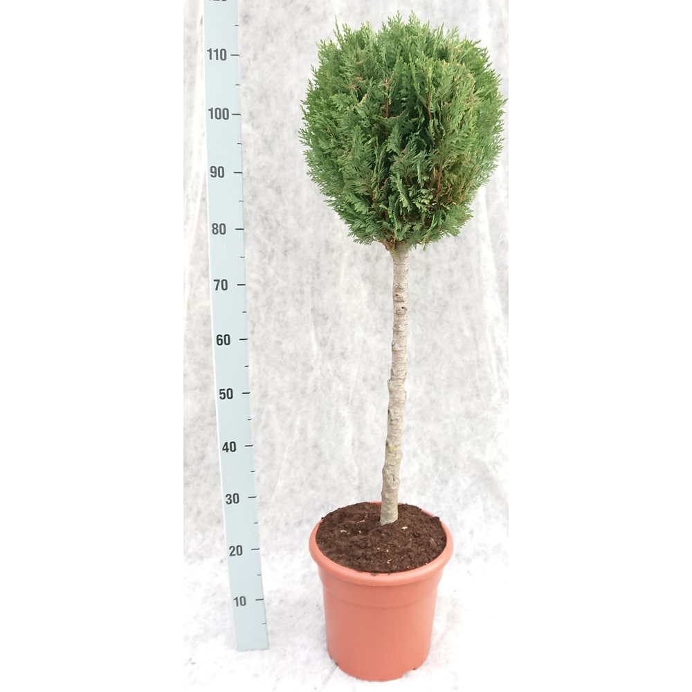 Chamaecyparis lawsoniana 'White Spot' OP STAM.