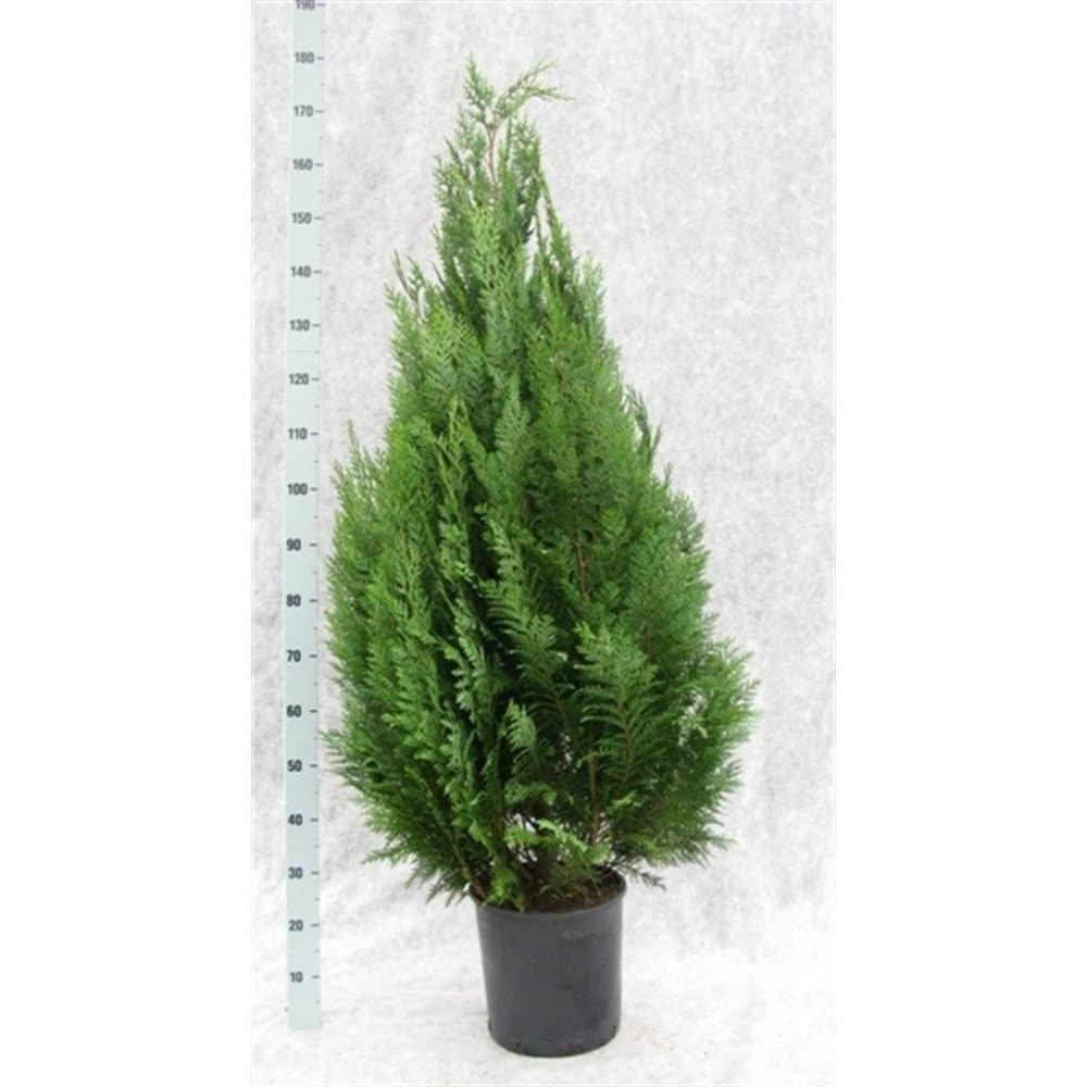 Chamaecyparis lawsoniana 'White Spot'.