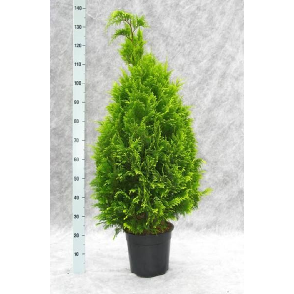 Chamaecyparis lawsoniana 'Stardust'.