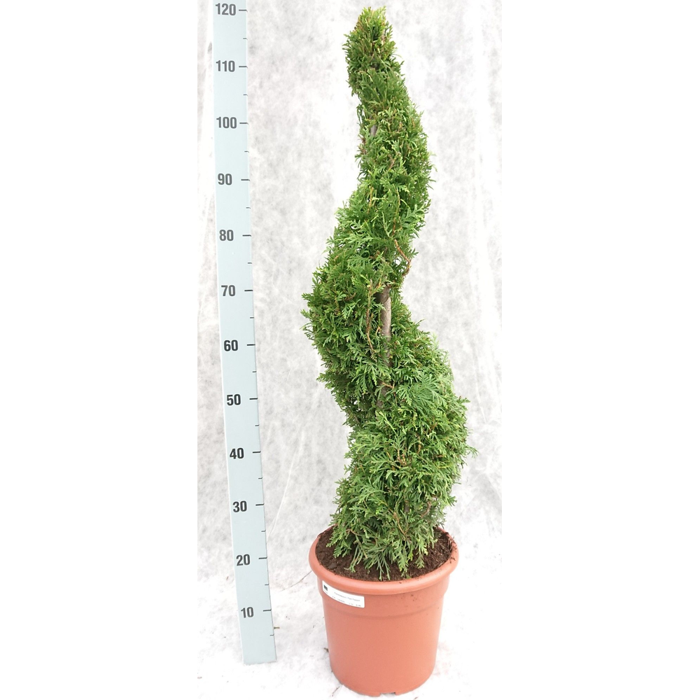 Thuja occ. Brabant 110 Spiraal.