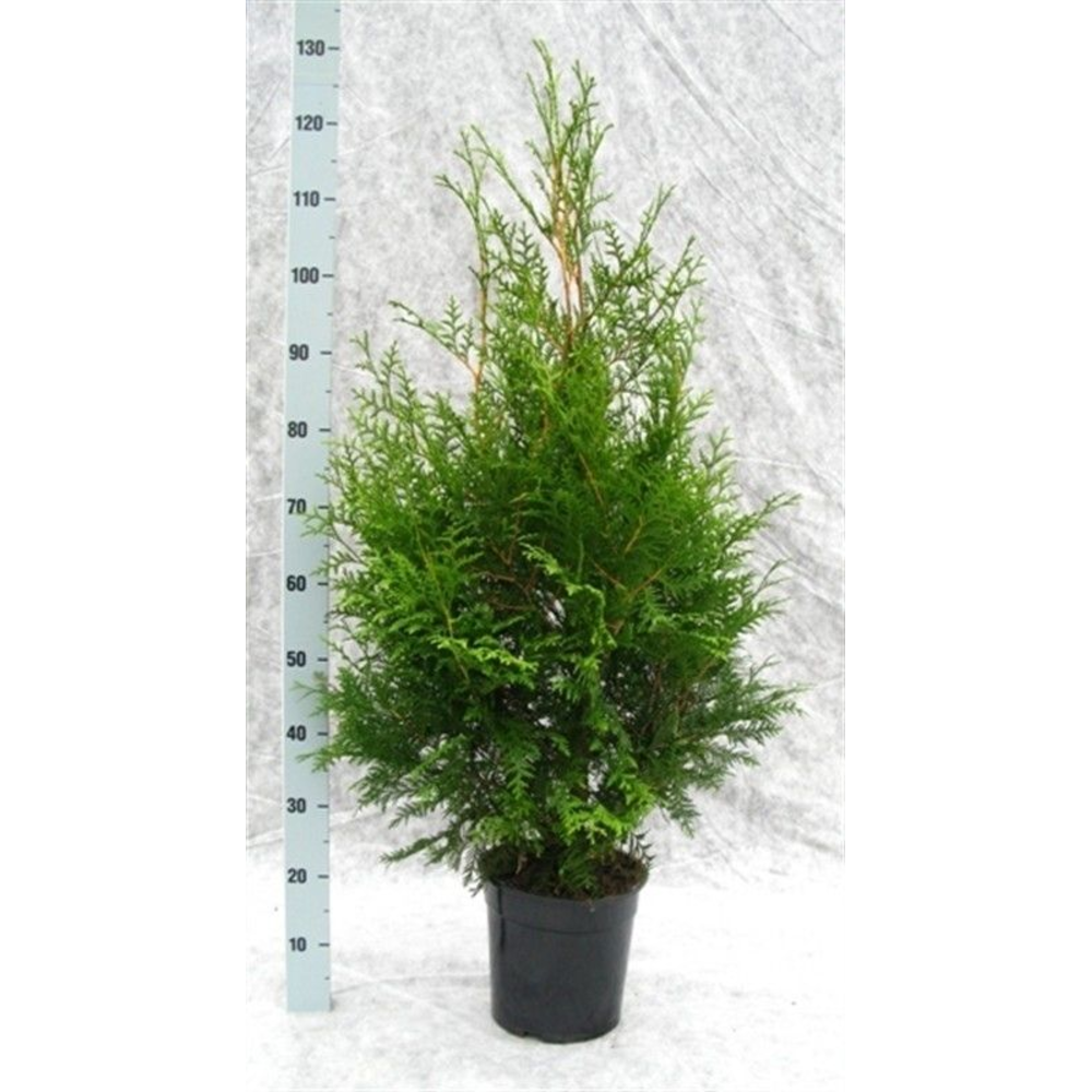 Thuja occidentalis 'Brabant'.